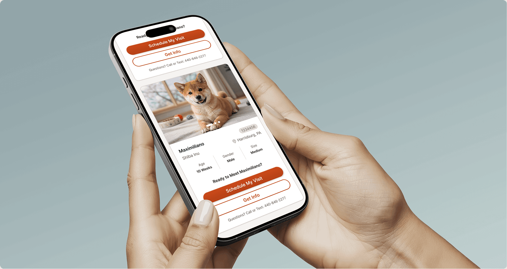 Petland website redesign hero mockup